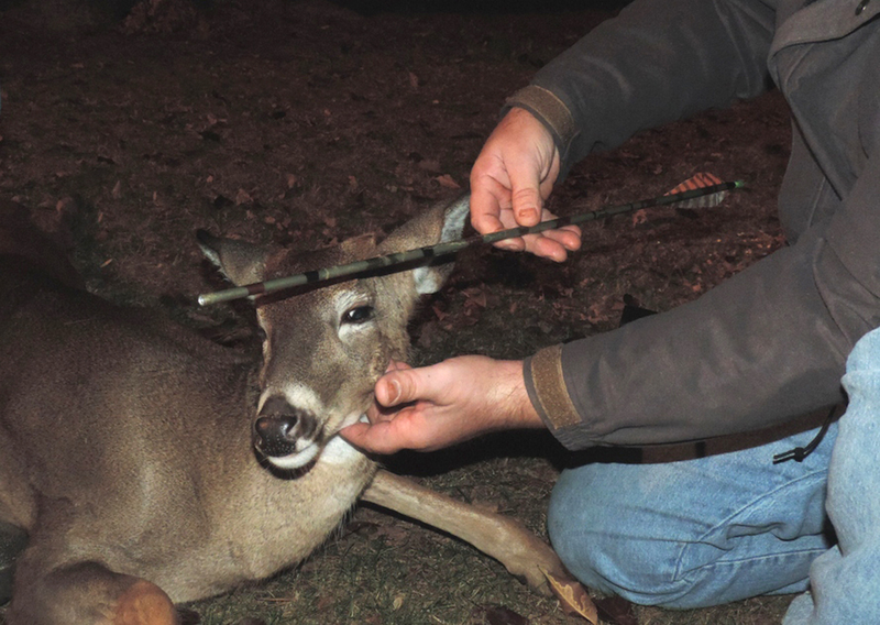 Illustration for article titled Awesome biologists rescued a deer by removing an arrow from its head